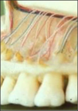 Normal Radiographic Appearance of the Supporting Structures of the Teeth - Figure 1