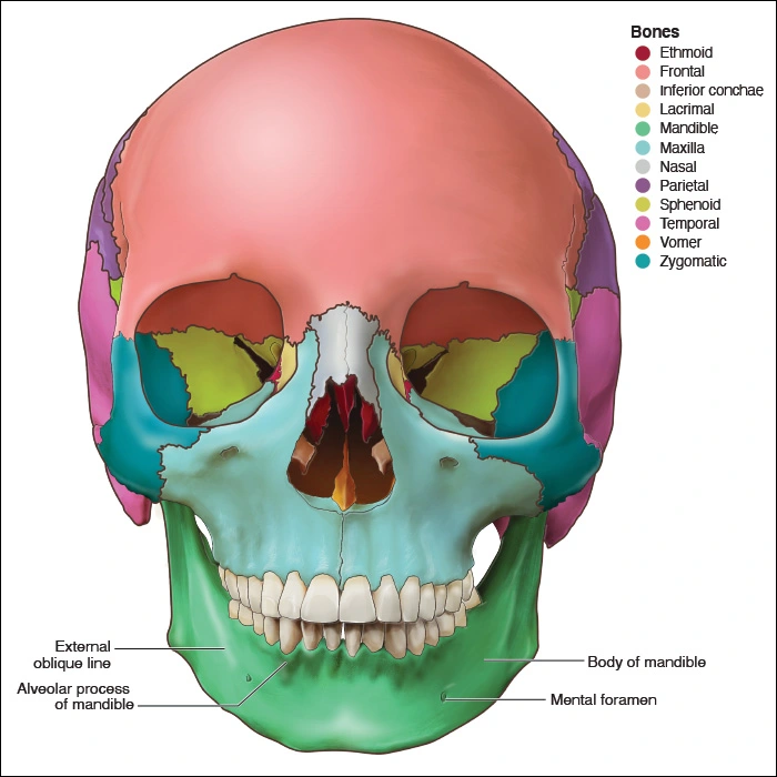 Illustration showing the parts of the mandible