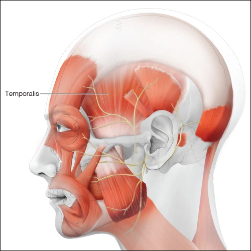 Illustration showing the temporalis muscle