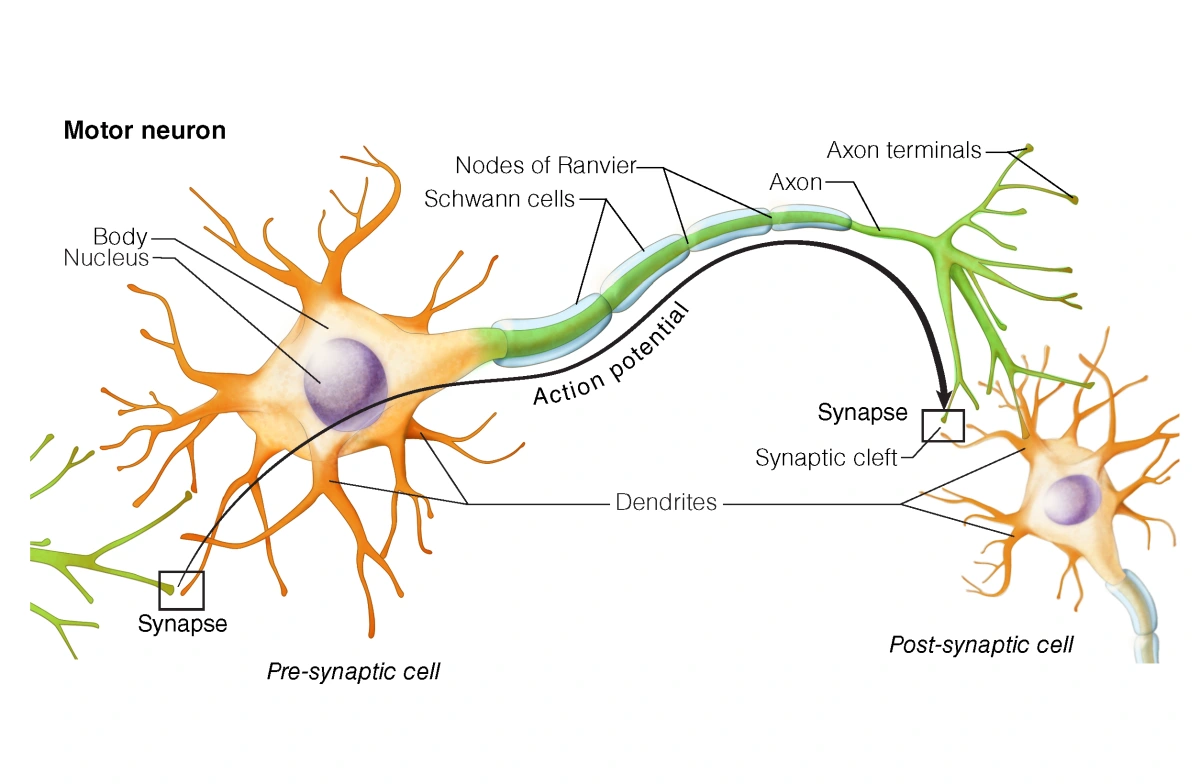Neurons | Head and Neck Anatomy: Part III – Cranial Nerves | Continuing ...