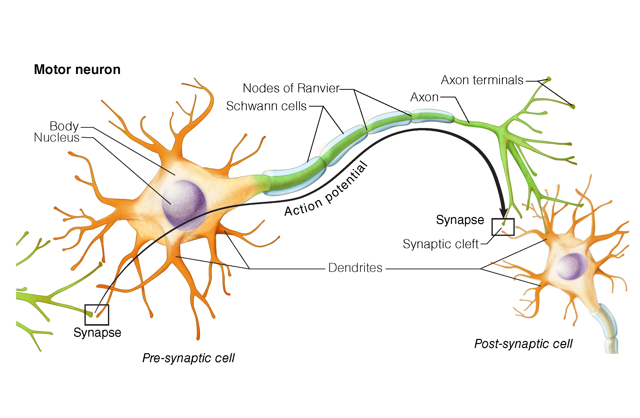 Figure 1. Motor Neuron