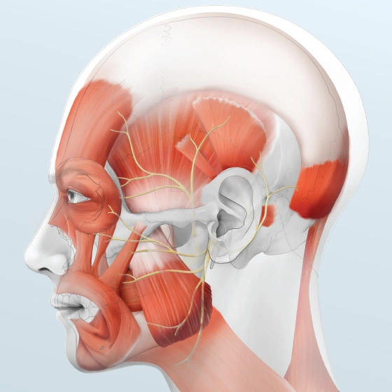 Head and Neck Anatomy: Part II – Musculature (ce597) - Introduction