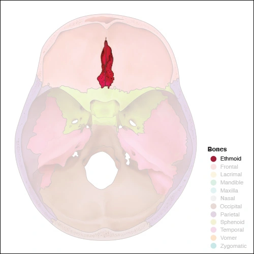 Illustration highlighting the ethmoid bone