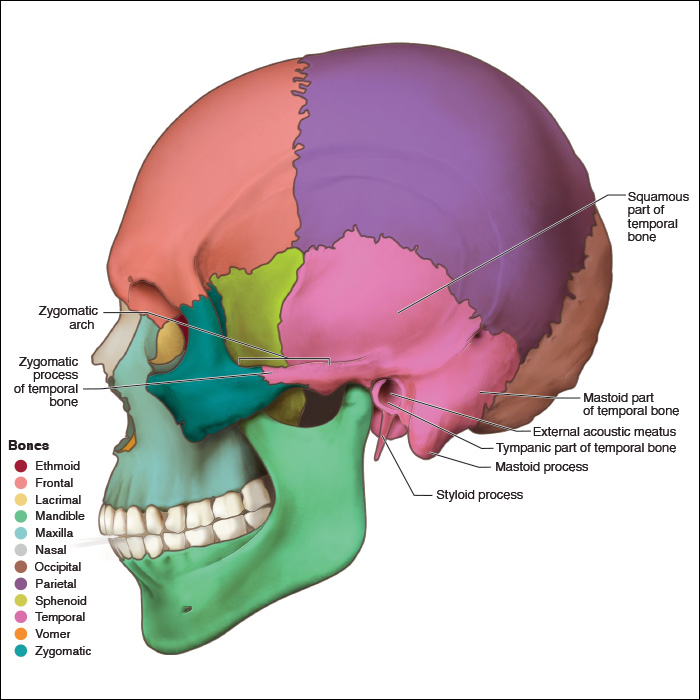 internal acoustic meatus temporal bone