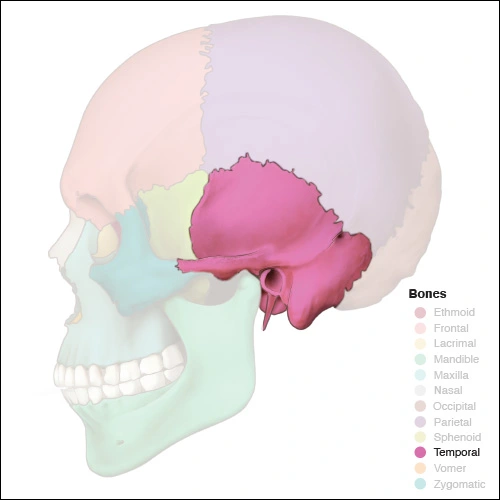 Illustration highlighting the temporal bones