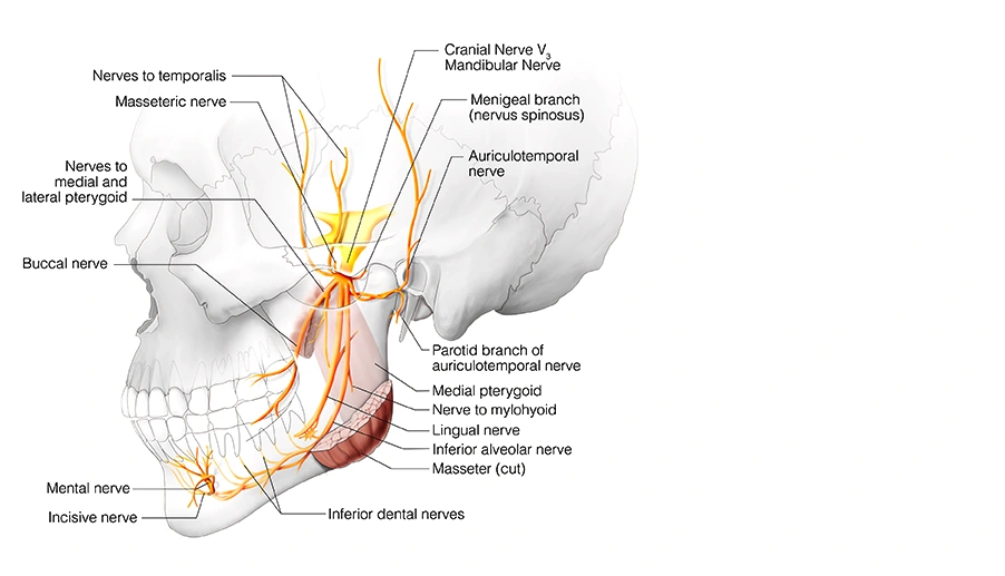 V3 – Mandibular Nerve | Head and Neck Anatomy: Part III – Cranial ...