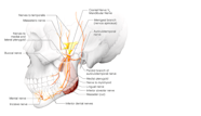 Mandibular Foramen Nerve