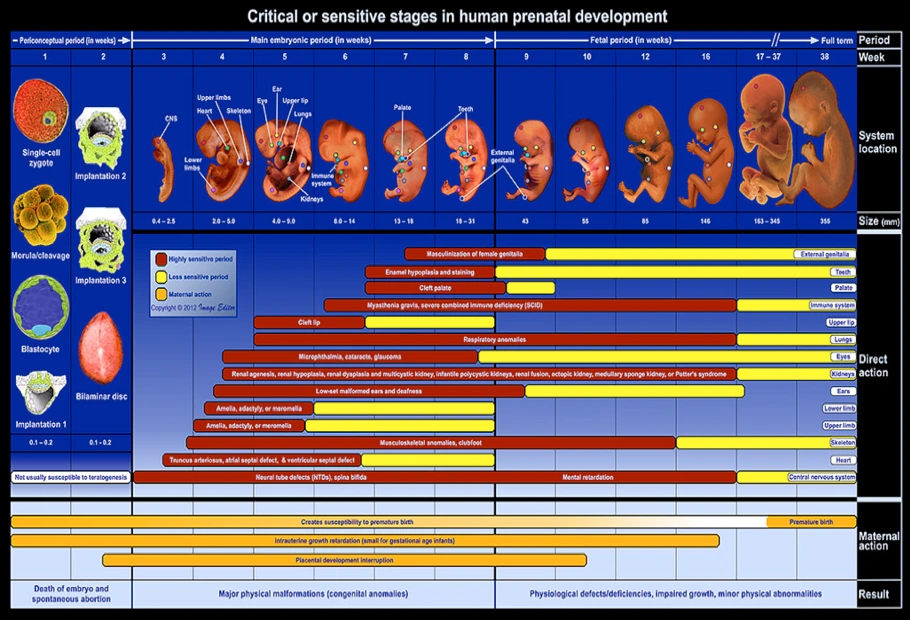 Vulnerable Periods of Fetal Development