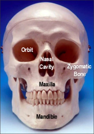 General Anatomy of the Maxilla and Mandible - Figure 1
