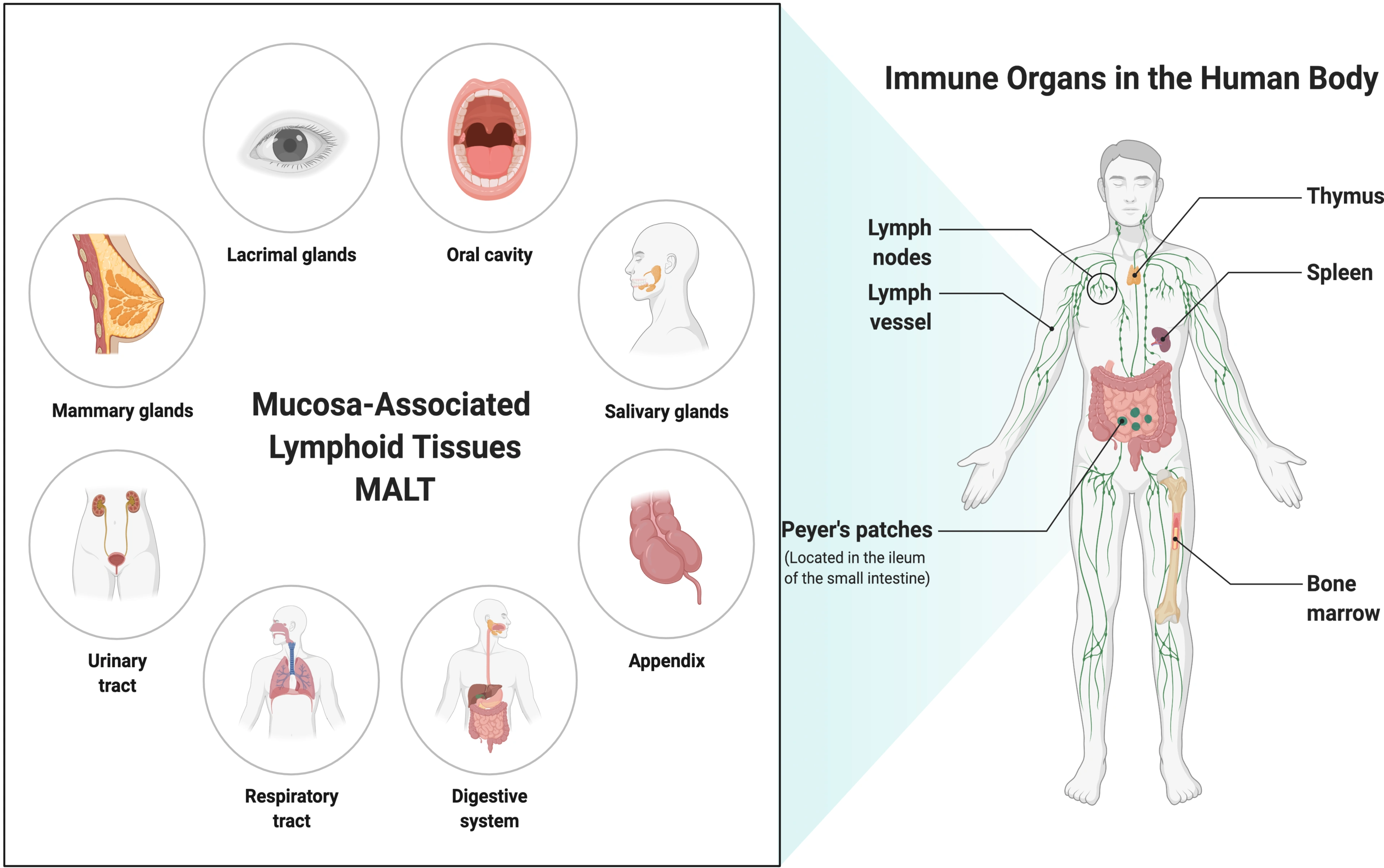 Image: Drawing of humoral immunity B-cell and cell-mediated immunity T-cell.