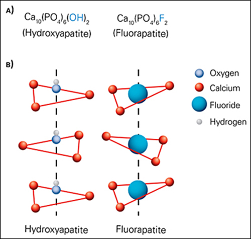 fluoride hydroxyapatite