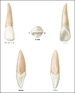 Lateral Incisor