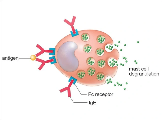 ce537 - Content - Immune-mediated Mechanisms of ADRs - Figure 1