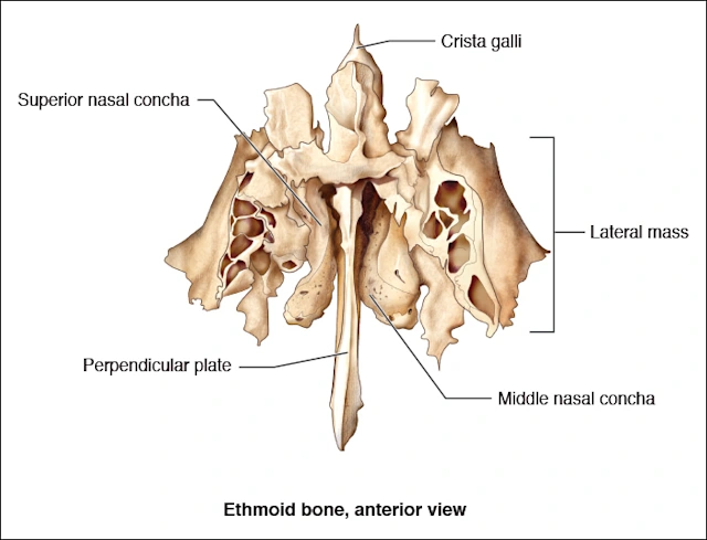 Ethmoid Bone - Head and Neck Anatomy: Part I – Bony Structures - Dentalcare