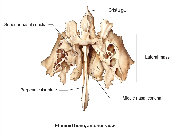 Illustration showing the anterior view of the ethmoid bone in the skull