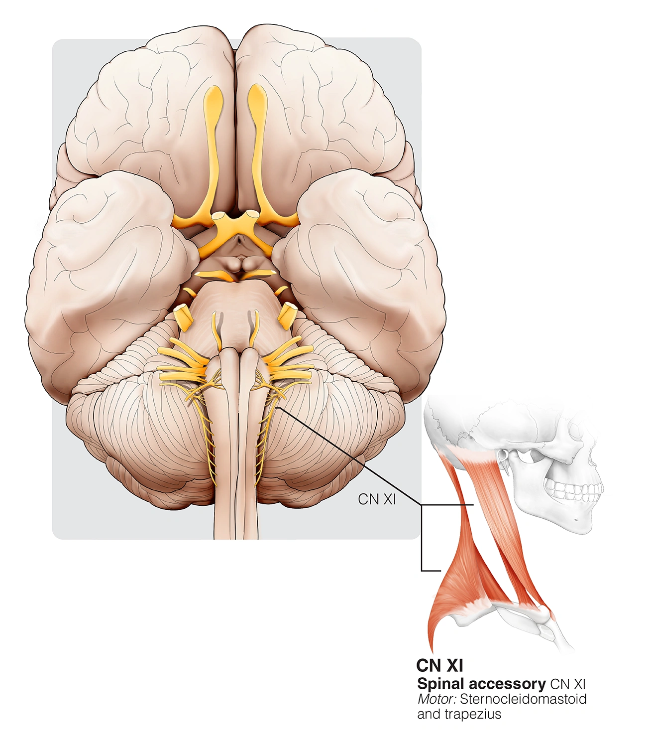 Figure 29. Cranial Nerve XI - Spinal Accessory, Accessory