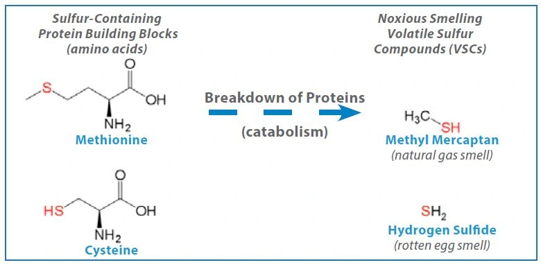 GNA bacteria use protein as an energy source and produce volatile sulfur-containing by-products Halitosis Research Summaries The following study summaries represent a sample of research demonstrating the benefits of stabilized stannous fluoride dentifrice for reduction of breath malodor. Figure 16. Coating on tongue and heavy bacterial load Stannous