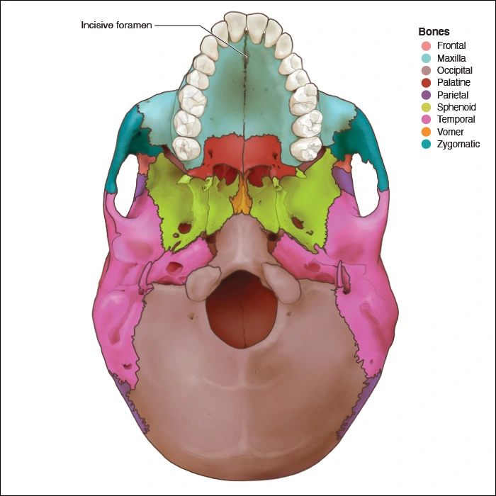 Illustration showing the openings of the palate in the maxilla