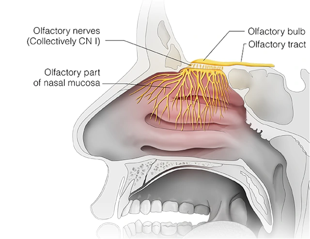 Cranial Nerve I - Olfactory Nerve | Head and Neck Anatomy: Part III ...