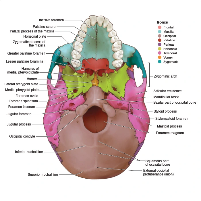 Appendices - Head and Neck Anatomy: Part I – Bony Structures - Dentalcare