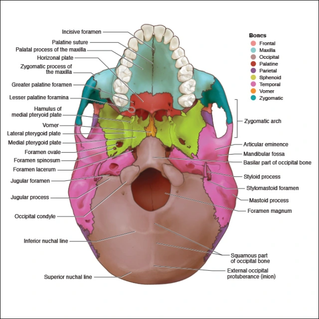 Appendices - Head and Neck Anatomy: Part I – Bony Structures - Dentalcare