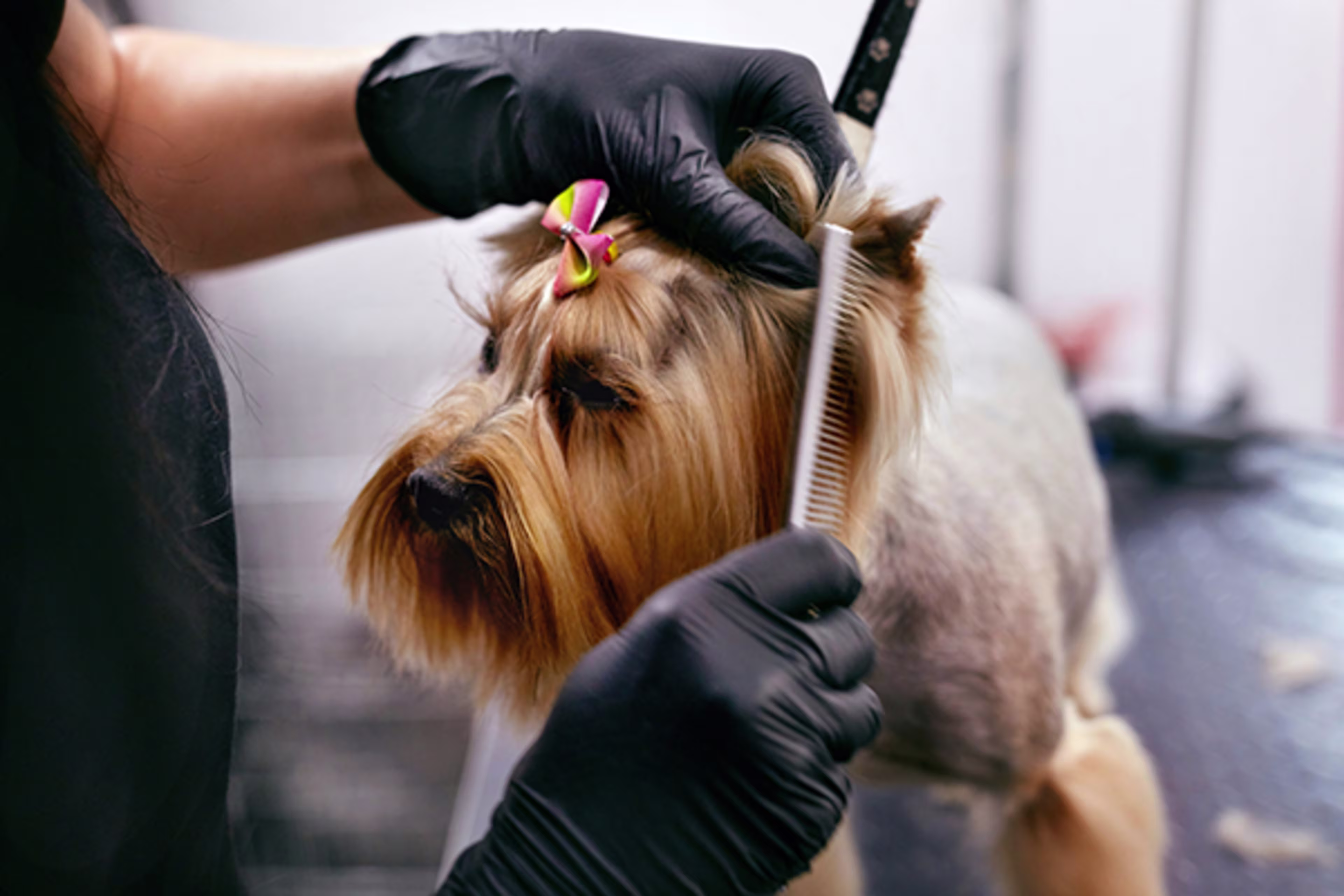 Dog being groomed while the owner manages expenses with a Westerra Small Business Credit Card