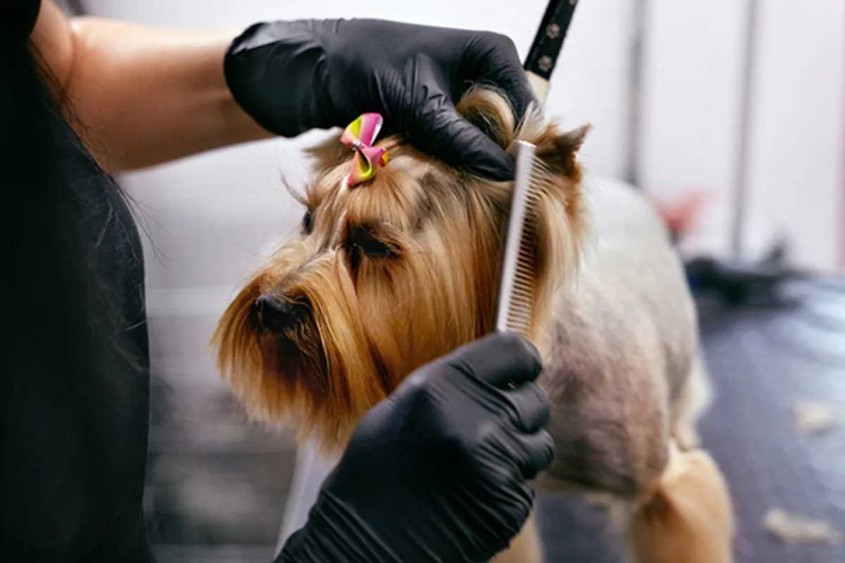 Dog being groomed while the owner manages expenses with a Westerra Small Business Credit Card