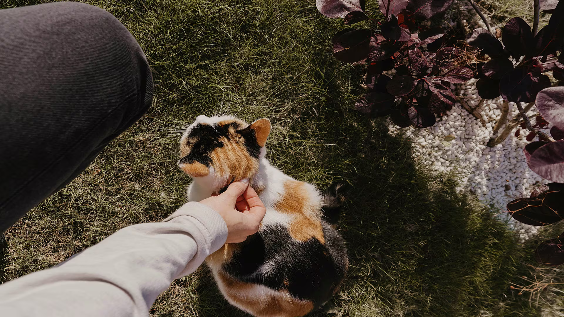 Man gently petting his cat, with a CTA banner promoting Westerra’s HELOC options—use your home’s equity for renovations, debt consolidation, and more