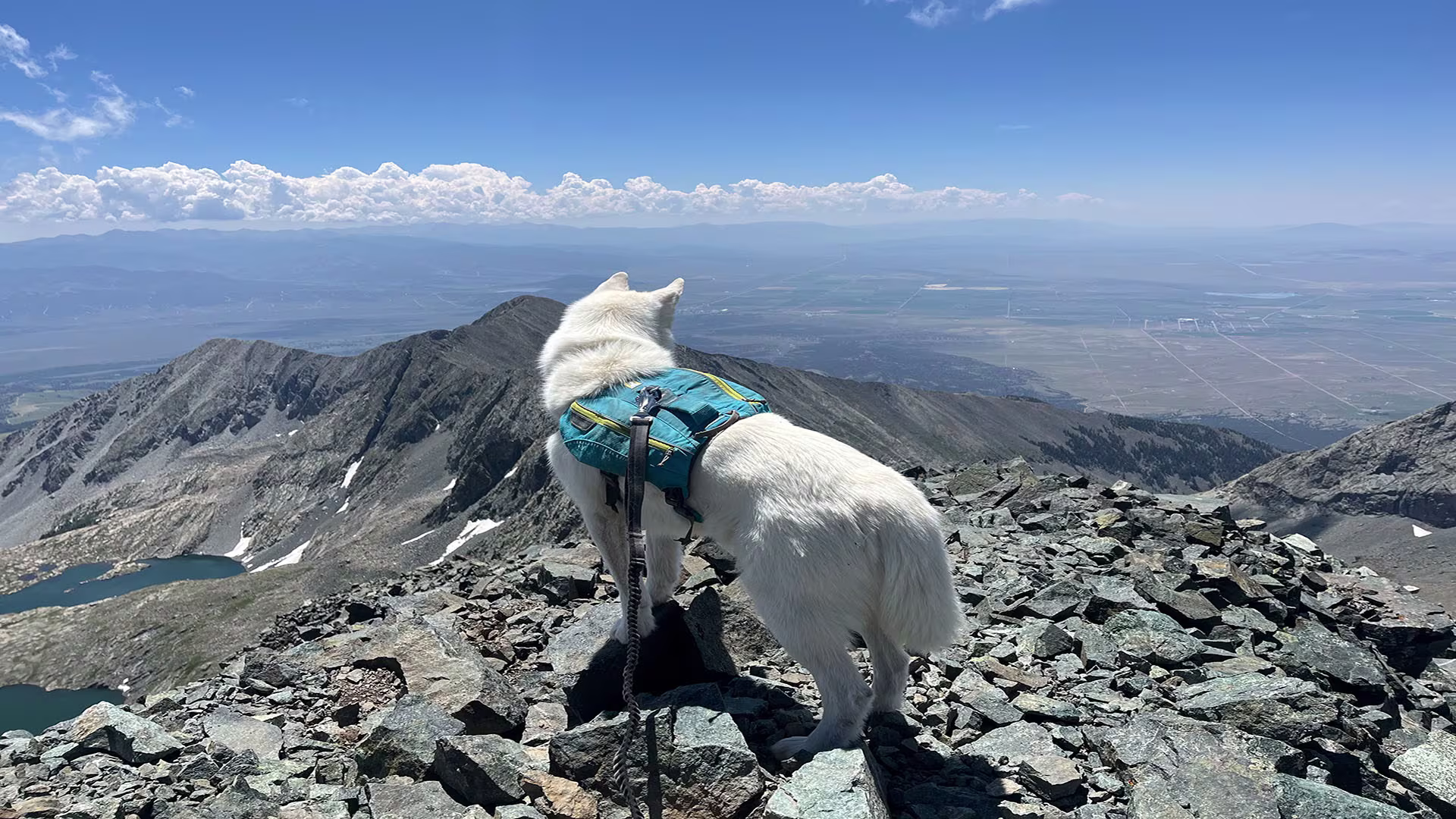 Dog on Mountain