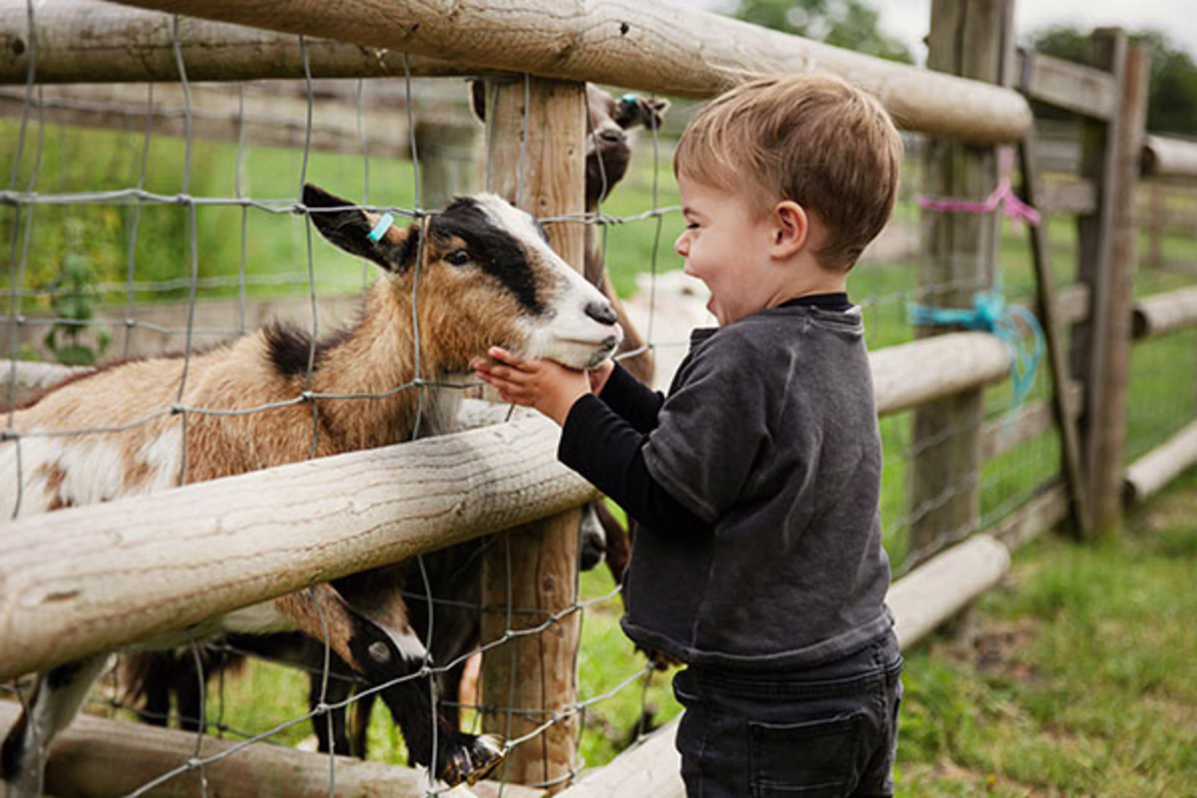 Young boy with a goat on a rural property, with overlay text 'Construction and Renovation'—Westerra supports homebuilding and renovation loans across Colorado communities.