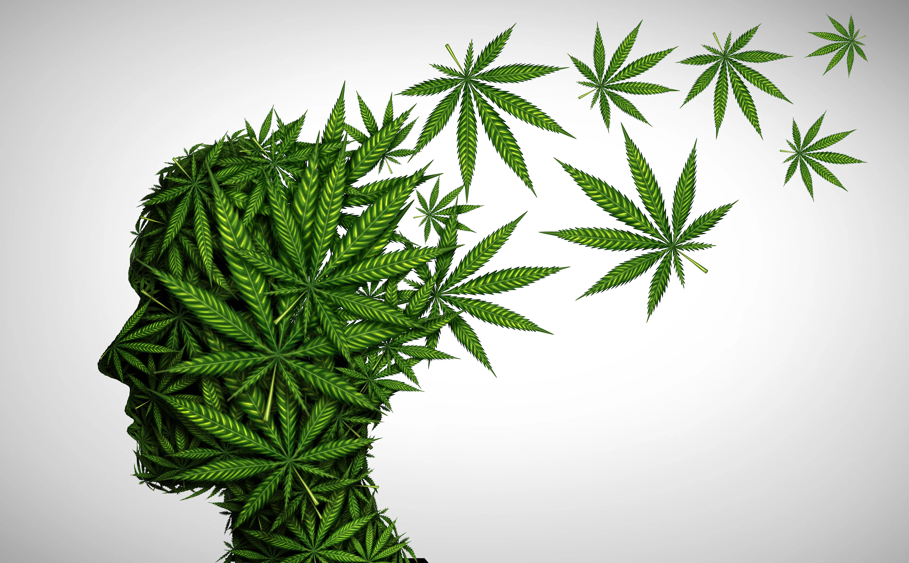 Cannabis wat je moet weten