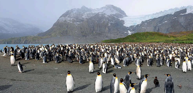 企鵝 Penguin