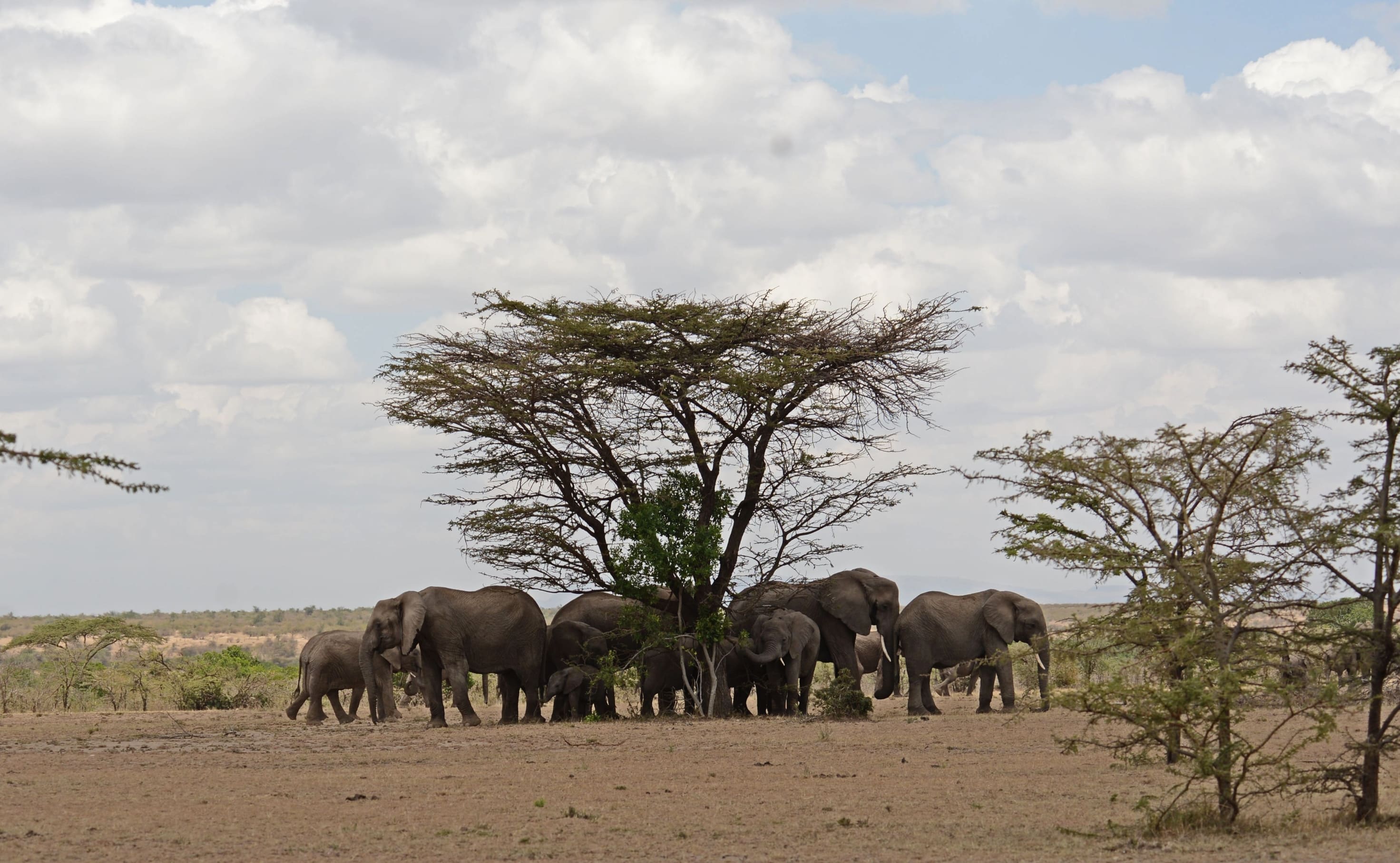 elephant-herd-olerai-conservancy