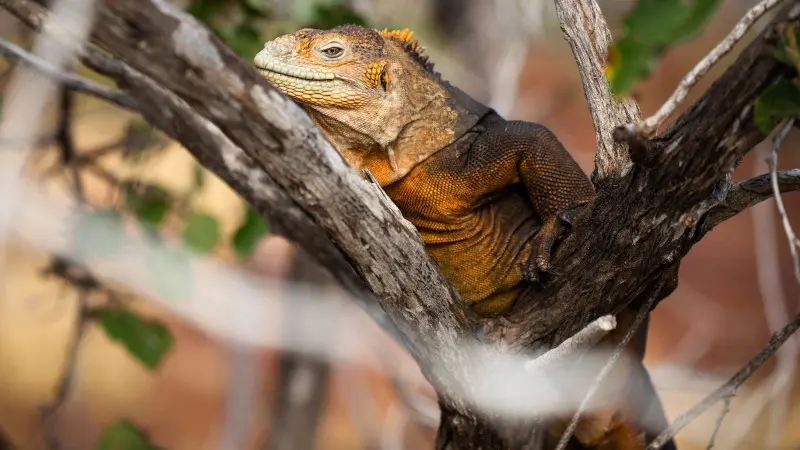 為什麼要去加拉巴哥群島？