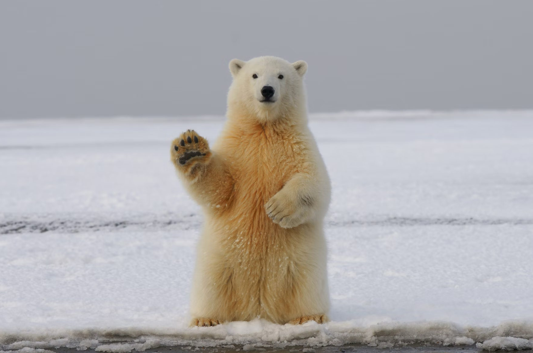 北極熊 Polar Bear