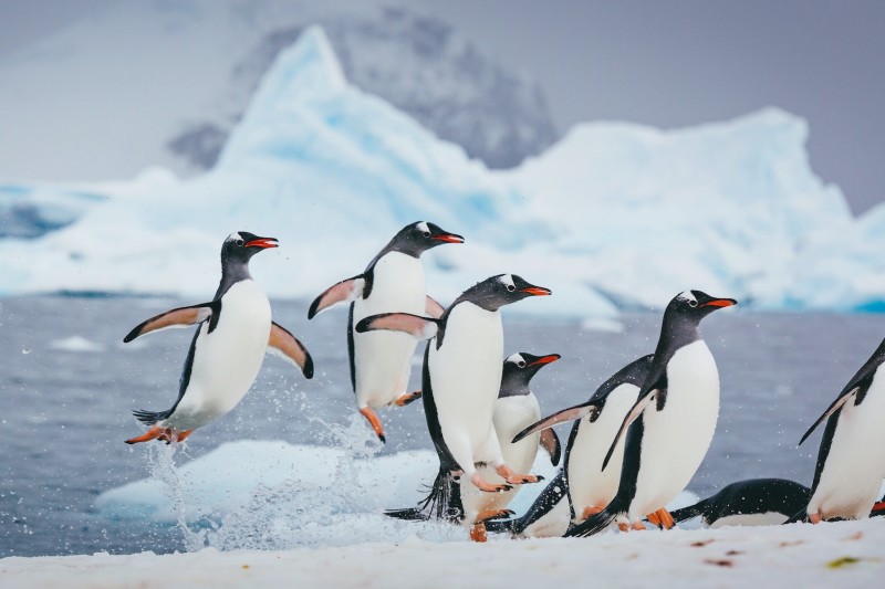 Gentoo Penguins Antarctica