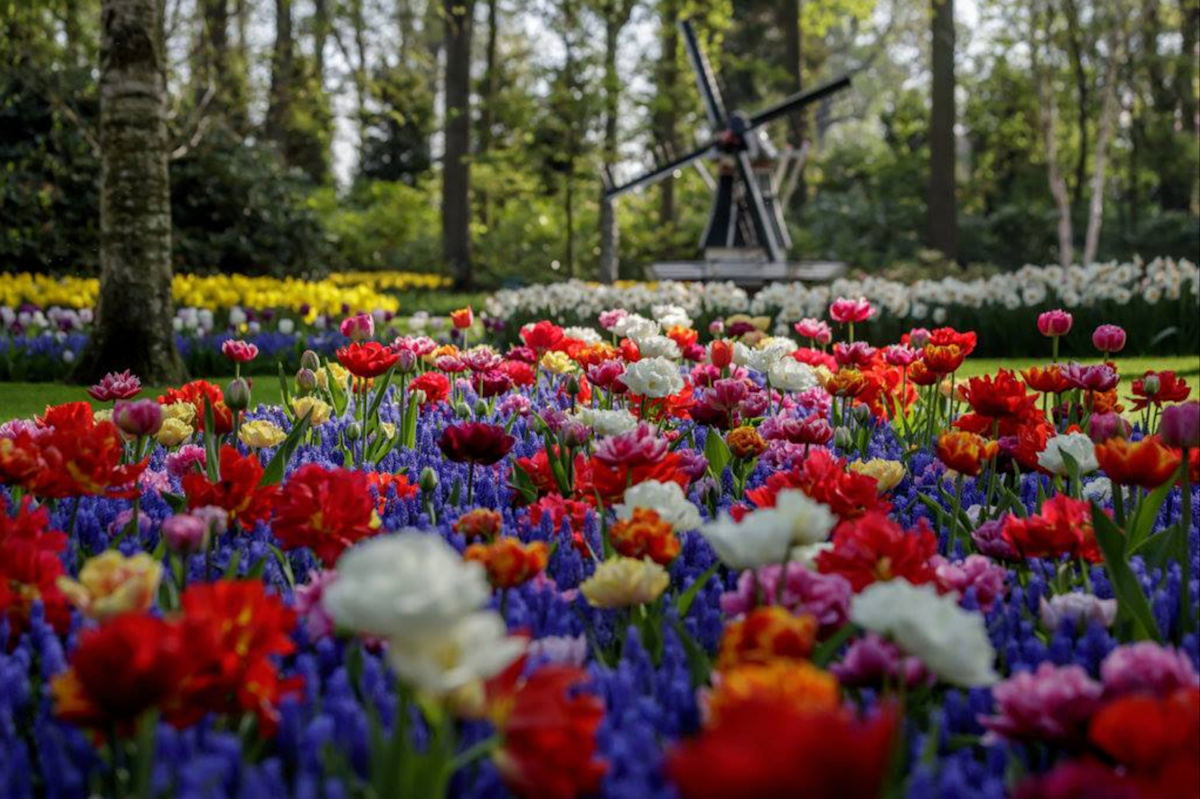 庫肯霍夫花展