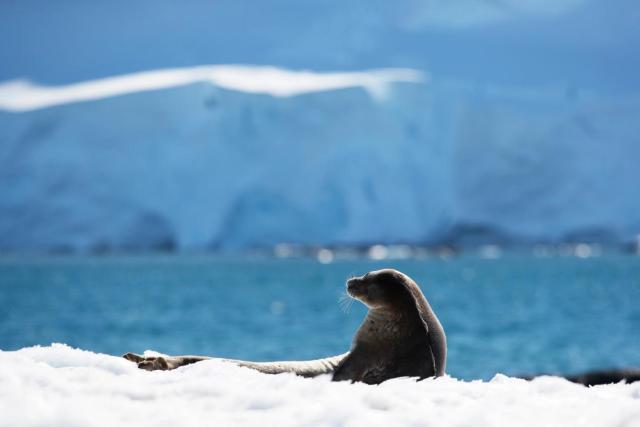 Silversea Antartica Seal