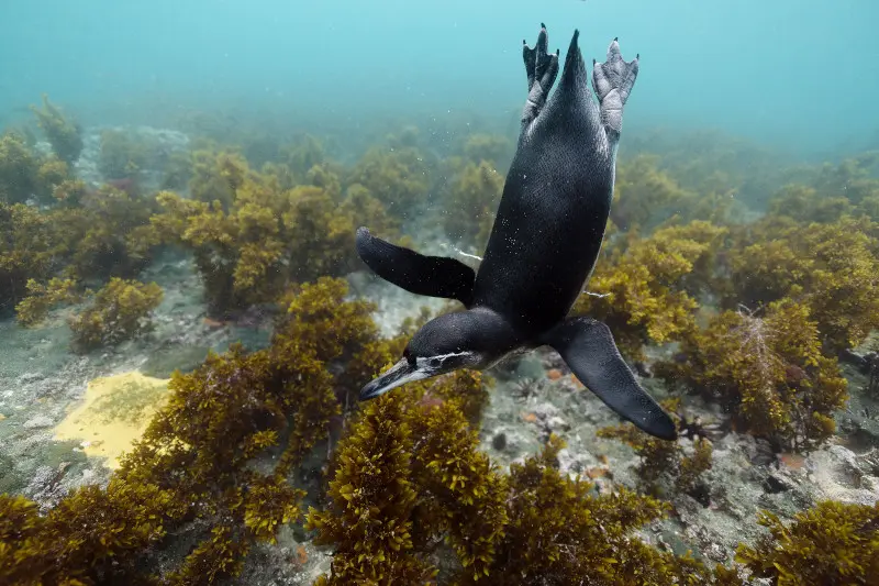 加拉巴哥企鵝 (Galápagos penguin)