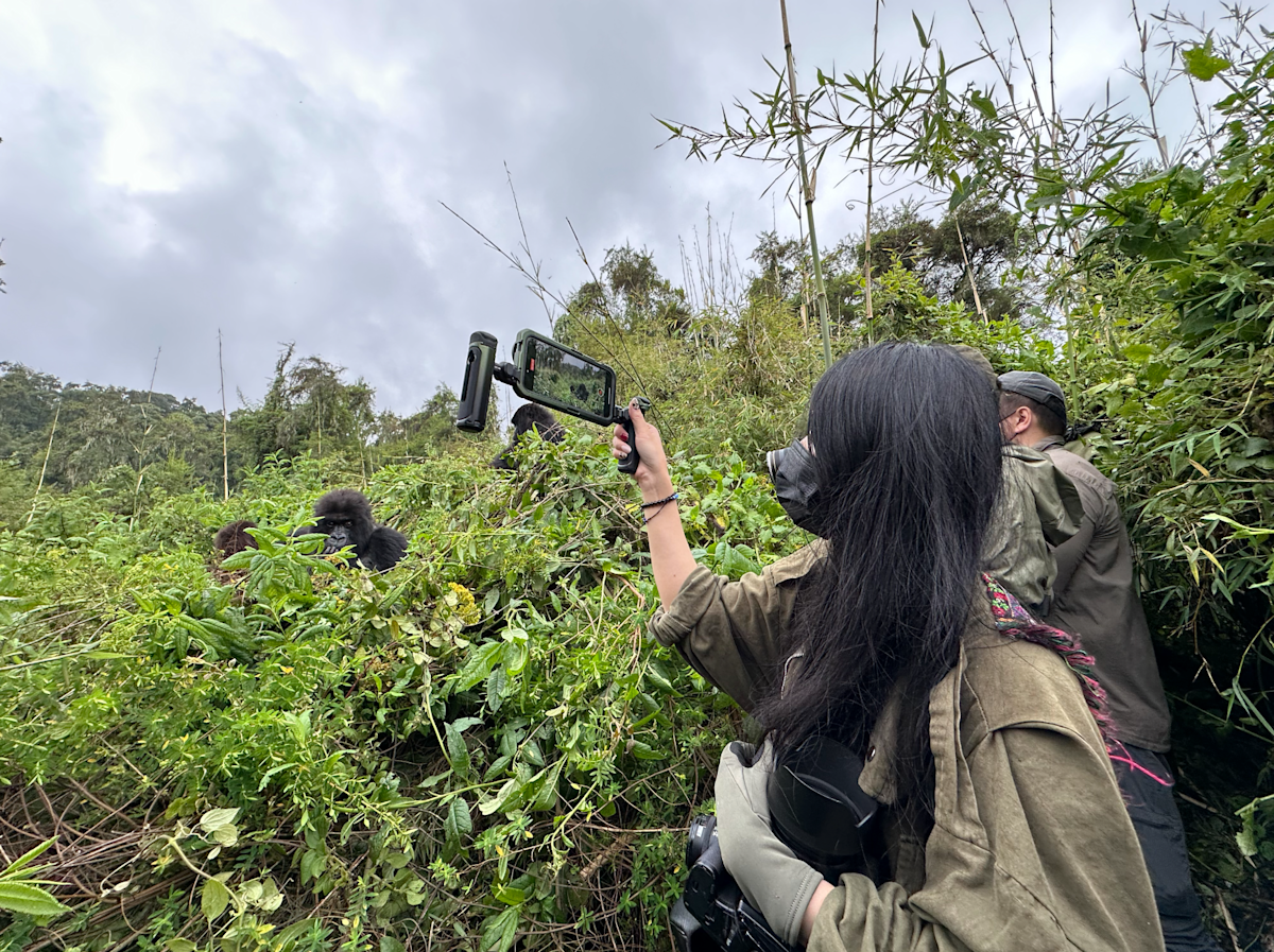 大猩猩 火山公園