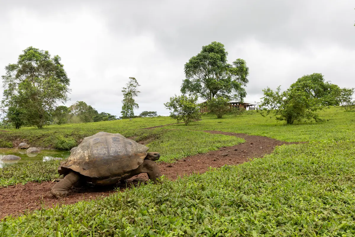 加拉巴哥陸龜 Galápagos tortoise
