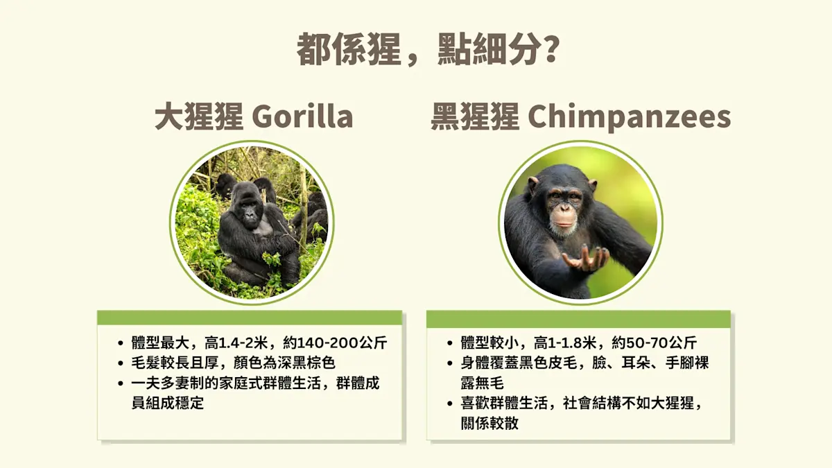 猩 黑猩猩 大猩猩
