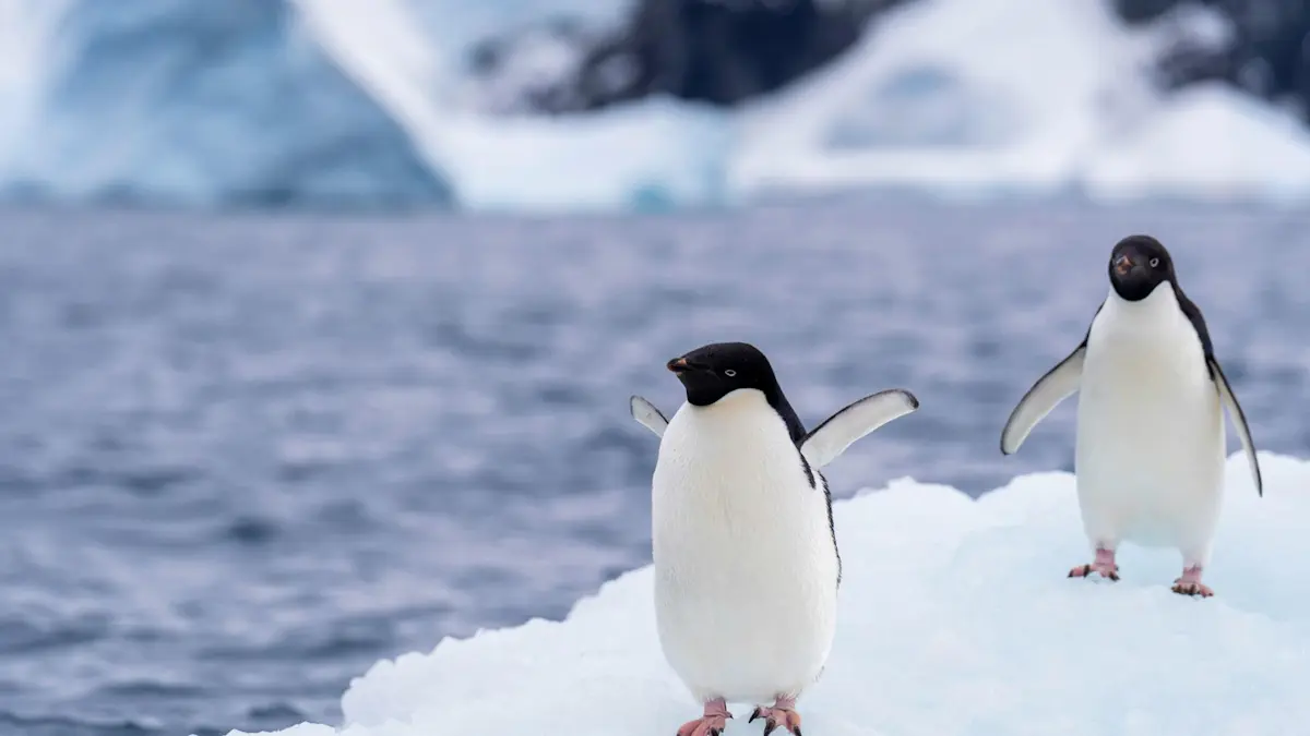 南極企鵝