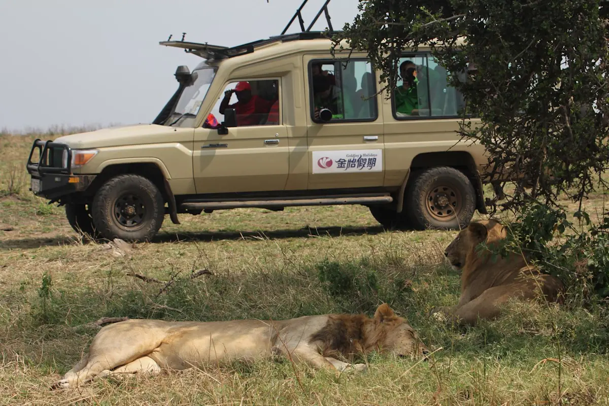 金怡假期動物大遷徙旅行團近距離觀看獅子