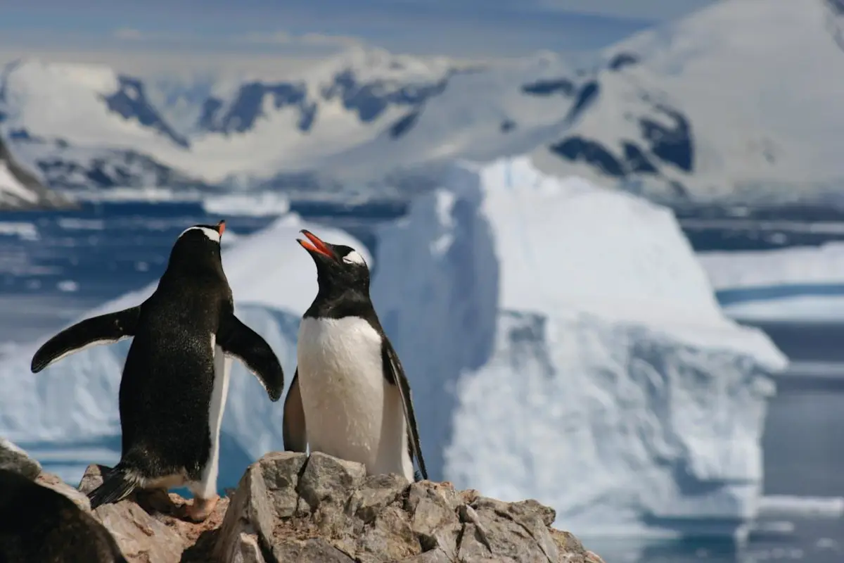 Silversea Antartica Pengiuns