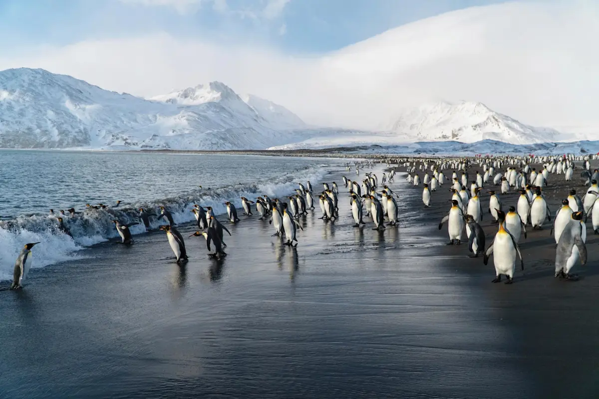 Silversea Antartica Pengiuns on Beach