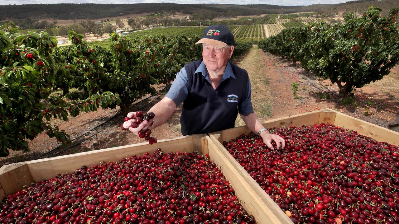 Tasmania Cherry farm