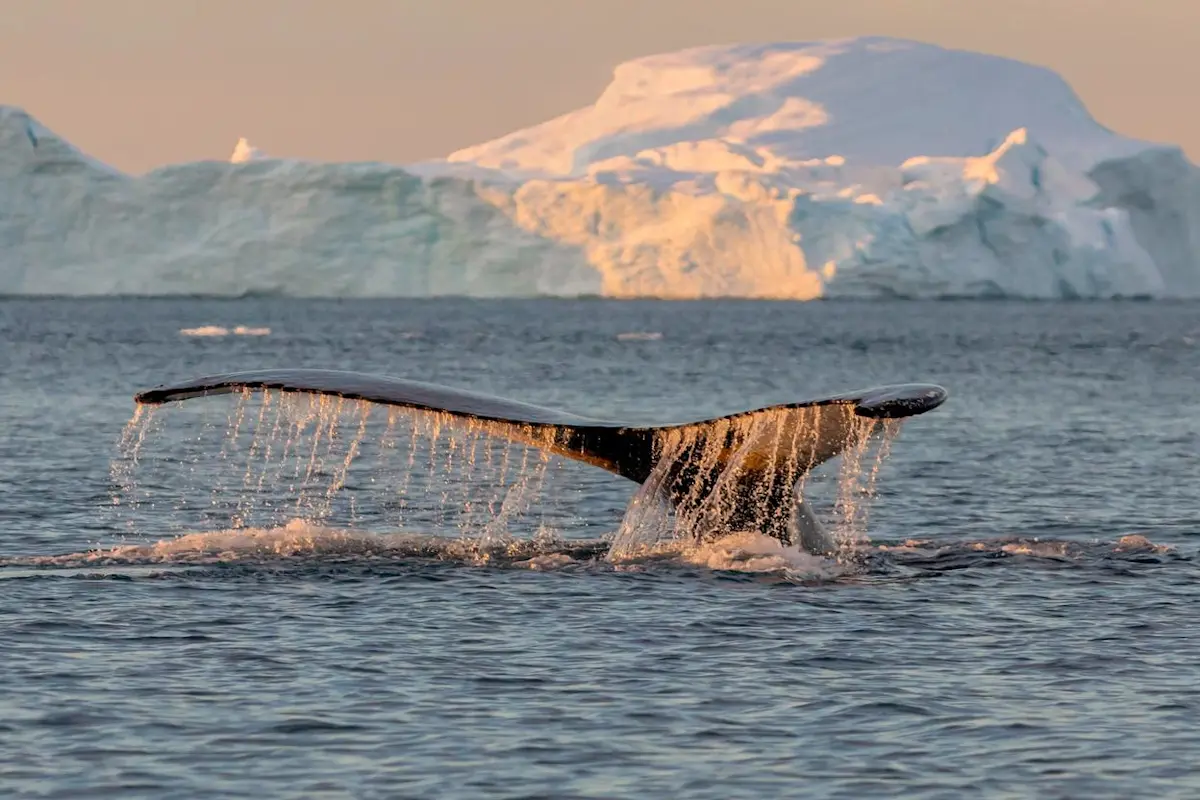 Silversea Arctic and Greenland Whales