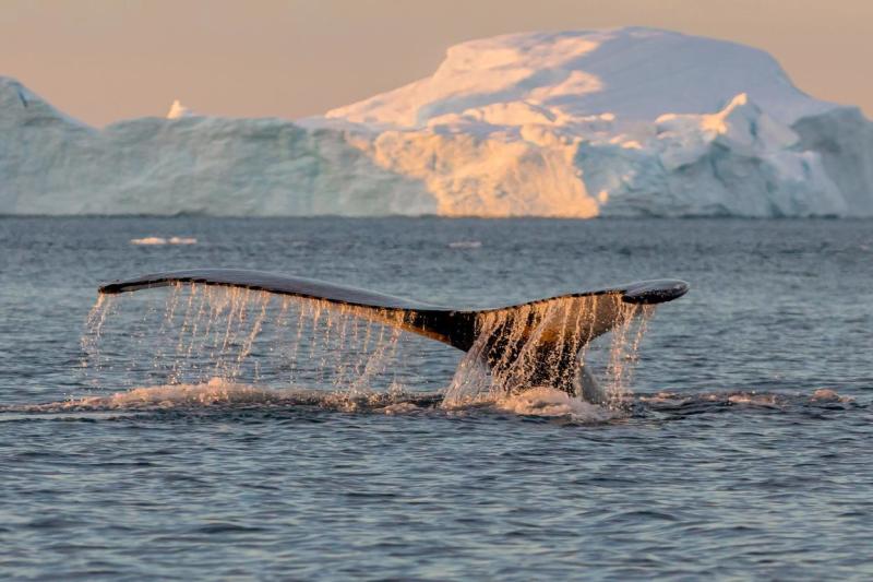 Silversea Arctic and Greenland Whales