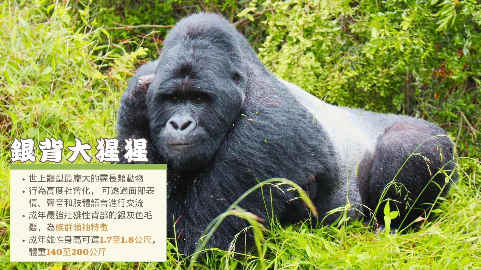 靈長類動物